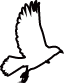 鳥